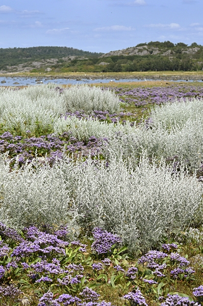 Strandmalört, Artemisia maritima, Seriphidium maritimum