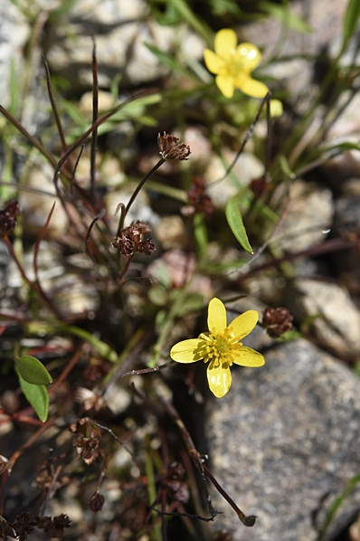 Strandranunkel, Ranunkulus reptans