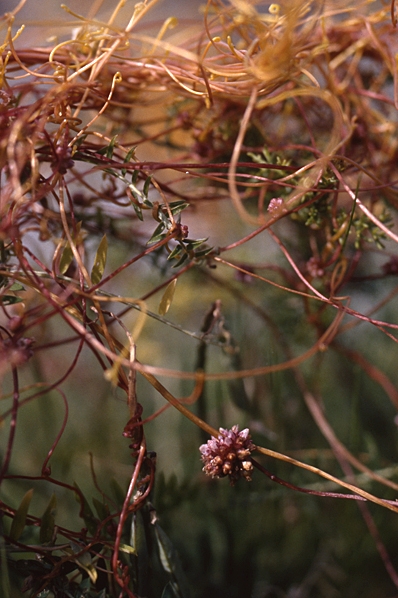 Strandsnärja, Cuscuta europaea ssp. halophyta