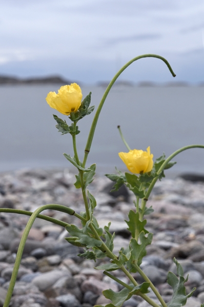 Strandvallmo, Glaucium flavum