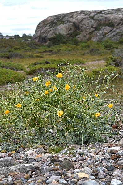 Strandvallmo, Glaucium flavum