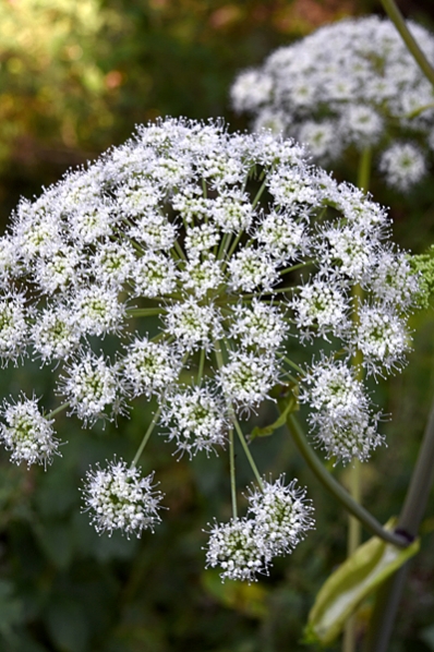 Strätta, Angelica sylvestris