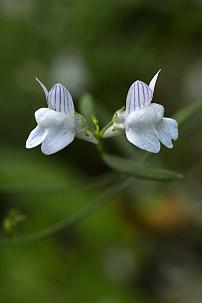 Strimsporre, Linaria repens