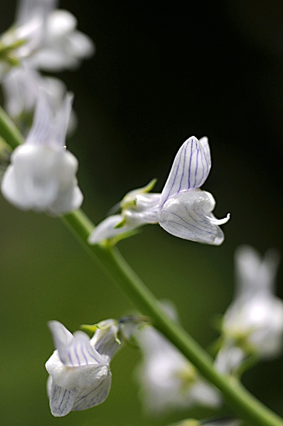 Strimsporre, Linaria repens