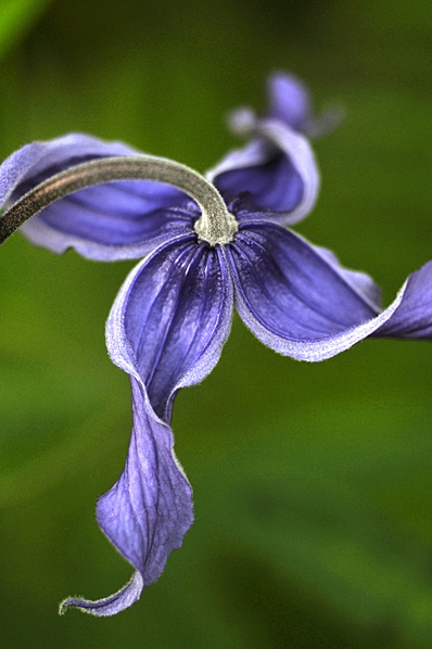 Helbladig klematis, Clematis integrefolia