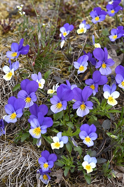 Styvmorsviol, Viola tricolor