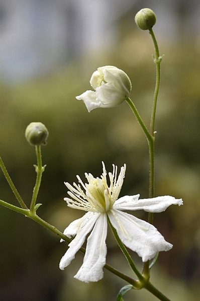 Klematis ´Summer Snow´, Clematis fargesoides