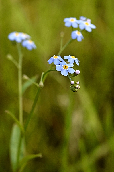 Sumpförgätmigej, Myosotis laxa