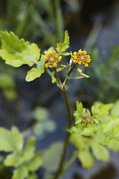 Sumpfräne, Rorippa palustris