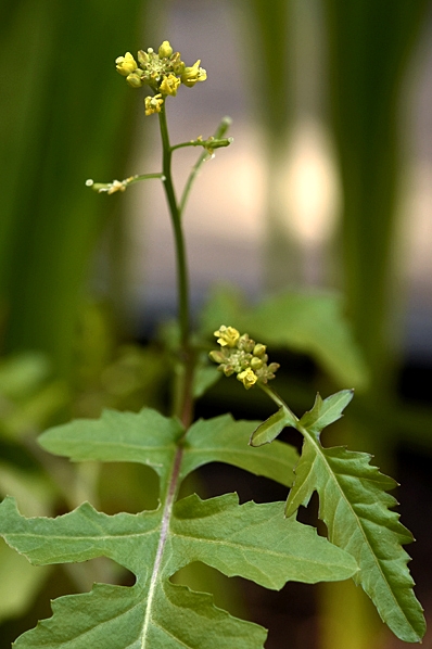Sumpfräne, Rorippa palustris