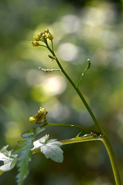 Sumpfräne, Rorippa palustris