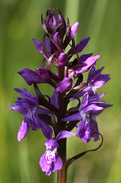 Sumpnycklar, Dactylorhiza majalis ssp. lapponica
