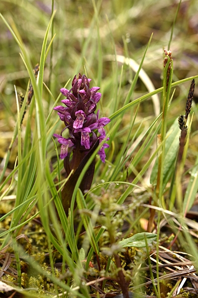 Sumpnycklar, Dactylorhiza majalis ssp. lapponica