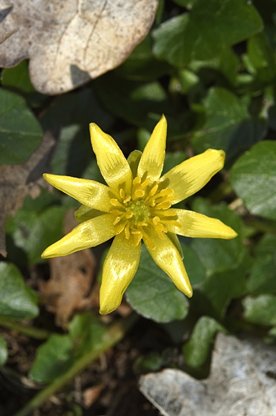 Svalört, Ficaria verna, Ranunculus ficaria