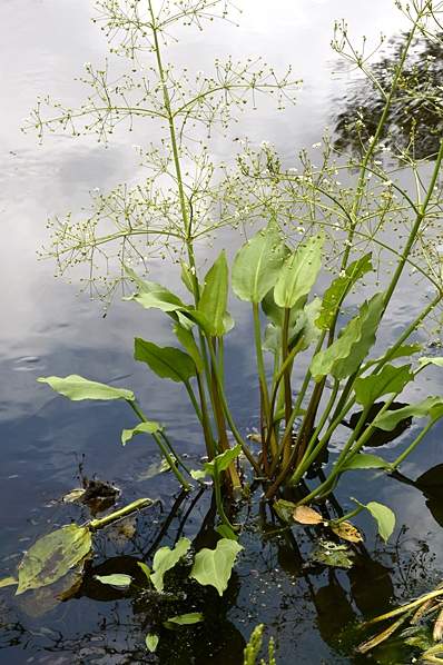 Svalting, Alisma plantago-aquatica