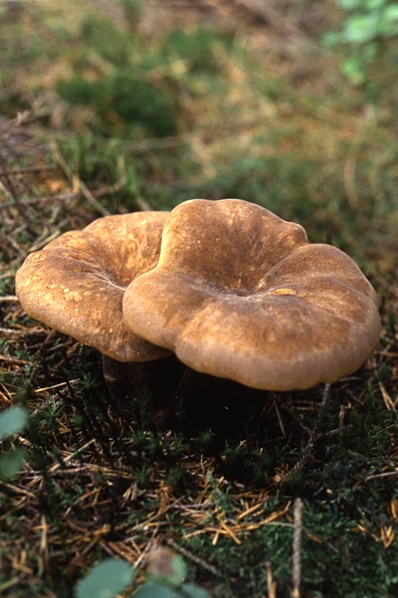 svamp