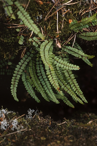Svartbräken, Asplenium trichomanes
