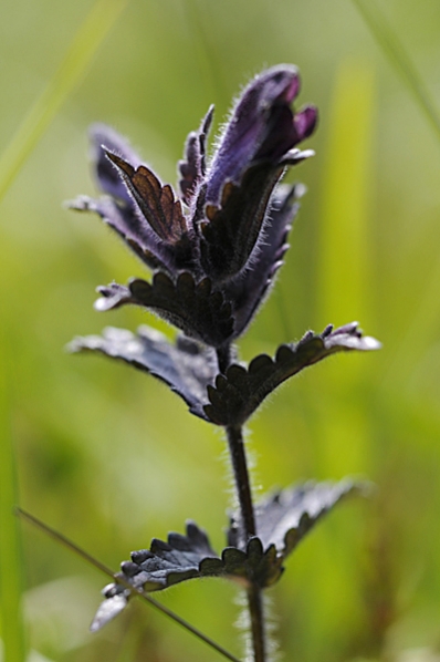 Svarthö,  Bartsia alpina