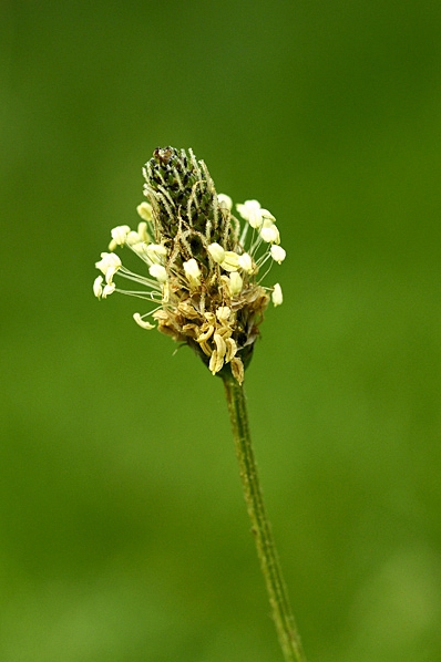 Svartkämpar, Plantago lanceolata