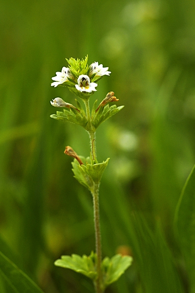 Svensk ögontröst, Euphrasia stricta var. suecica