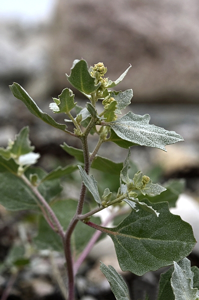 Svinmålla, Chenopodium album, målla