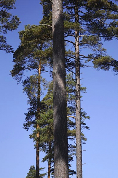 Tall, Pinus sylvestris