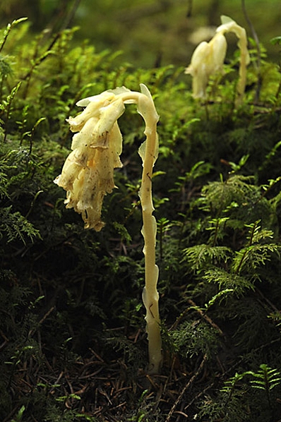 Vanlig tallört, Monotropa hypopitys, Hypopitys monotropa
