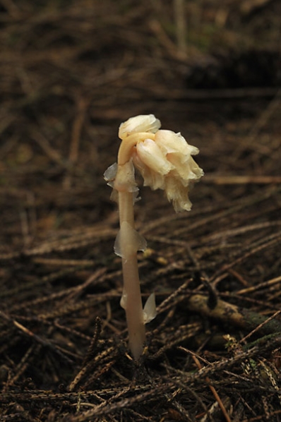 Vanlig tallört, Monotropa hypopitys, Hypopitys monotropa