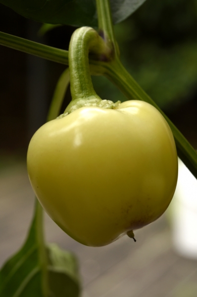 Tomatpaprika 'Ontara', Capsicum annuum, paprika