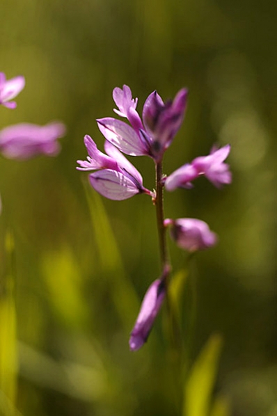 Toppjungfrulin, Polygala comosa