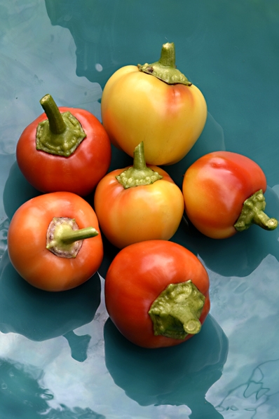 Tomatpaprika 'Ontata', Capsicum annuum, paprika