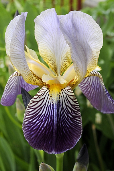 Trädgårdsiris, Iris germanica