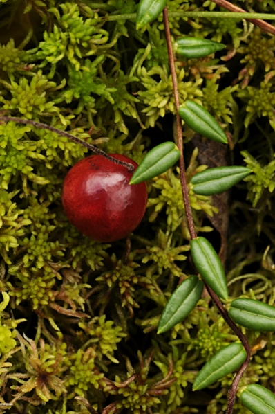 Tranbär, Vaccinium oxycoccos