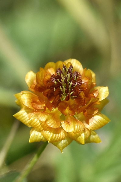 Jordklöver, Trifolium campestre