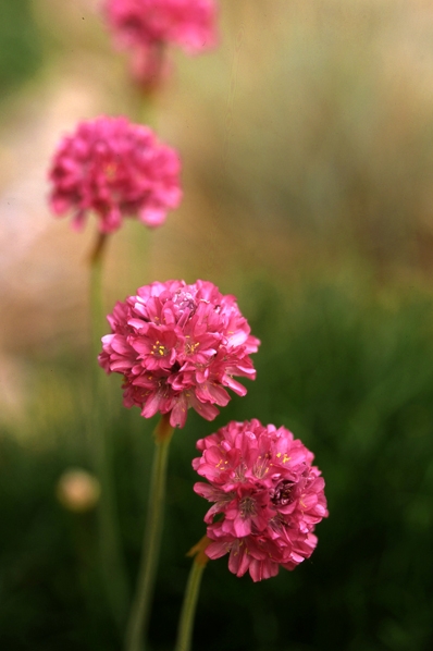 Trift, Armeria maritima