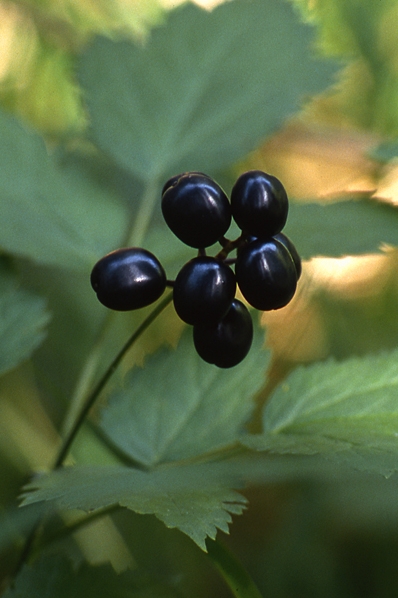 Svart trolldruva, Trolldruva, Actaea spicata