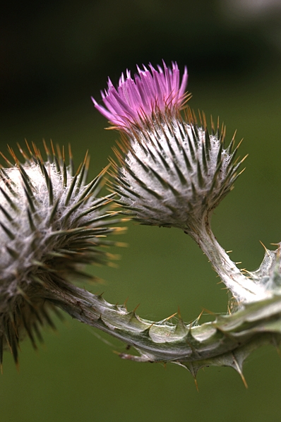 Ulltistel, Onopordum acanthium