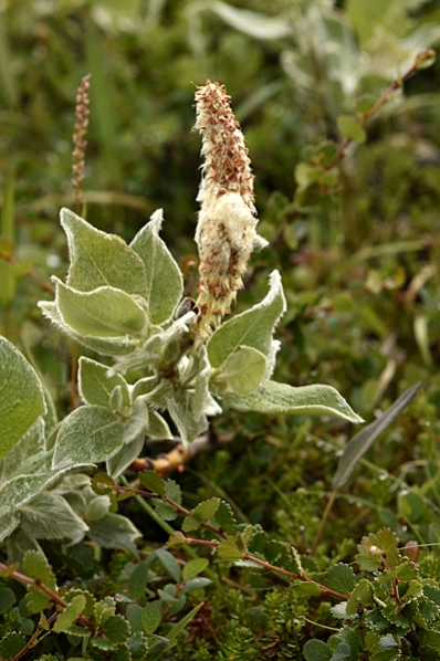 Ullvide, Salix lanata, vide