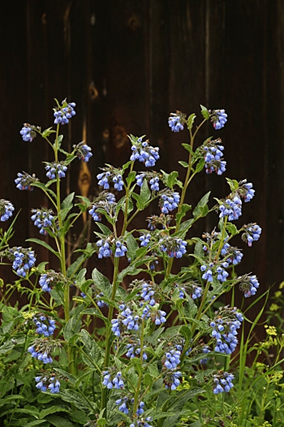 Uppländsk vallört, Symphytum x uplandicum