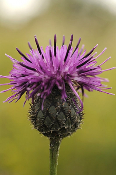 Väddklint, Centaurea scabiosa