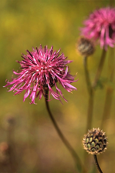 Väddklint, Centaurea scabiosa