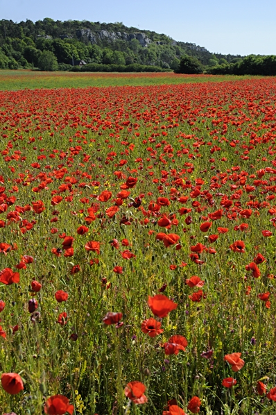 Vallmofält, Gotland