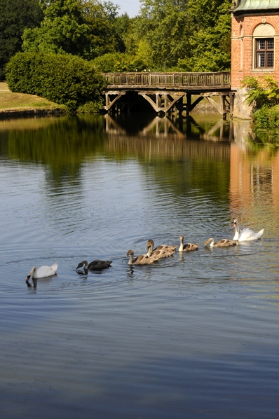 Vallö slott, Danmark, svanar, svanunge, svanungar