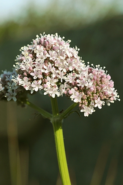 Vänderot, Valeriana officinalis