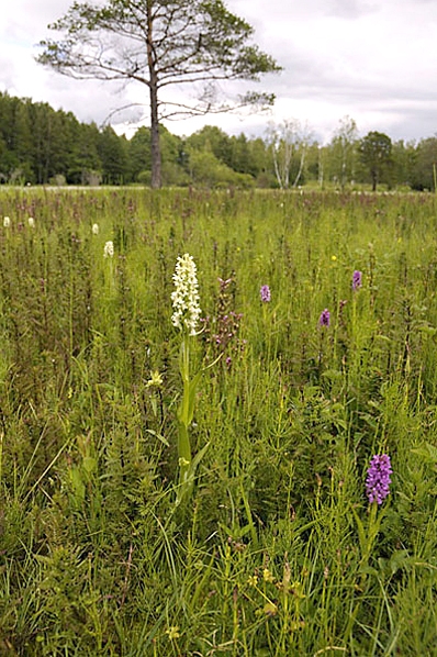 Vaxnycklar, Dactylorhiza incarnata var. ochroleuca