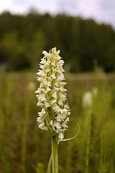Vaxnycklar, Dactylorhiza incarnata var. ochroleuca