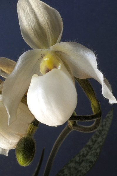 Venussko, Paphiopedium