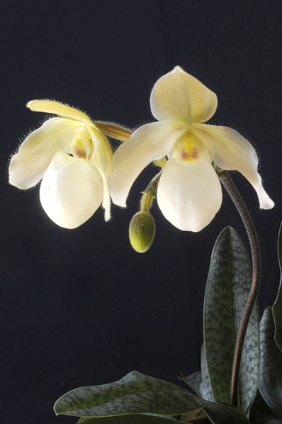 Venussko, Paphiopedium