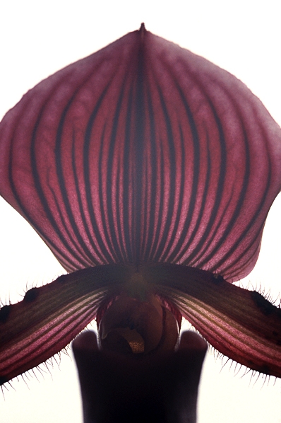 Venussko, Paphiopedium