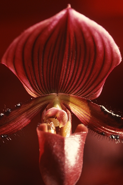 Venussko, Paphiopedium